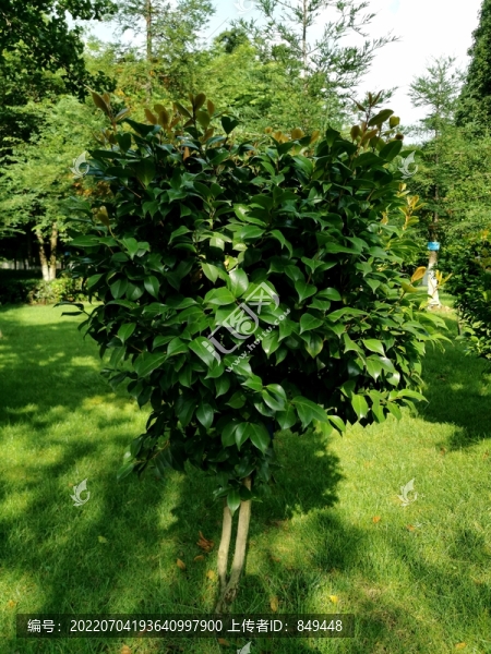 茶花球體植物