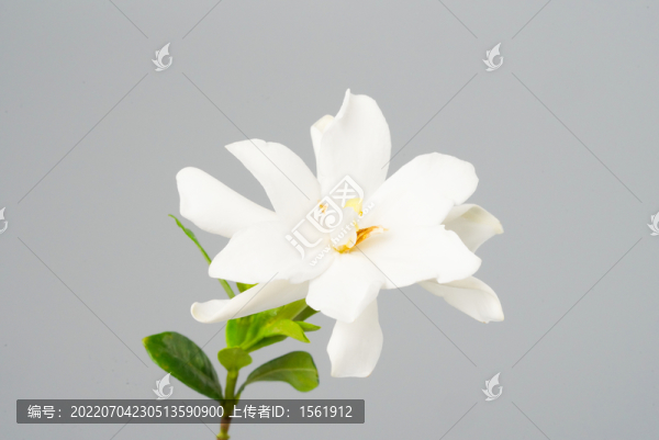 梔子花