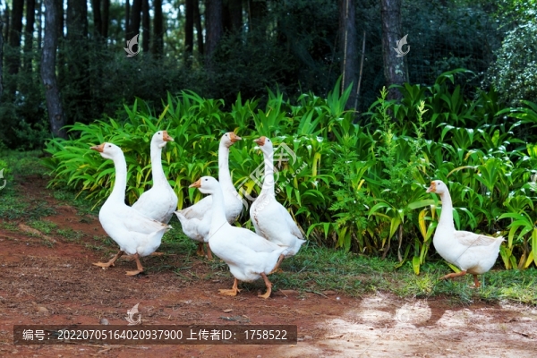 散養(yǎng)鵝