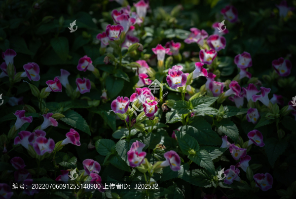 藍(lán)豬耳草特寫照片