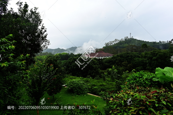 雁南飛茶園