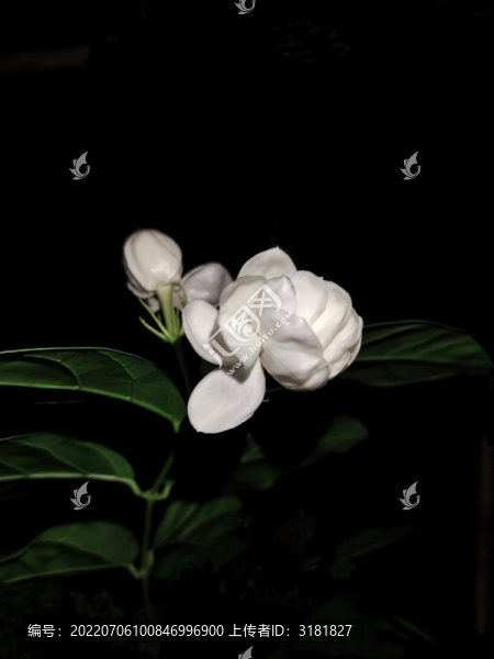 茉莉花