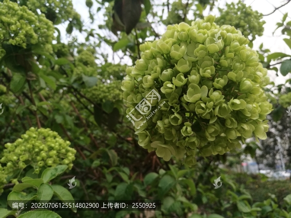 繡球花