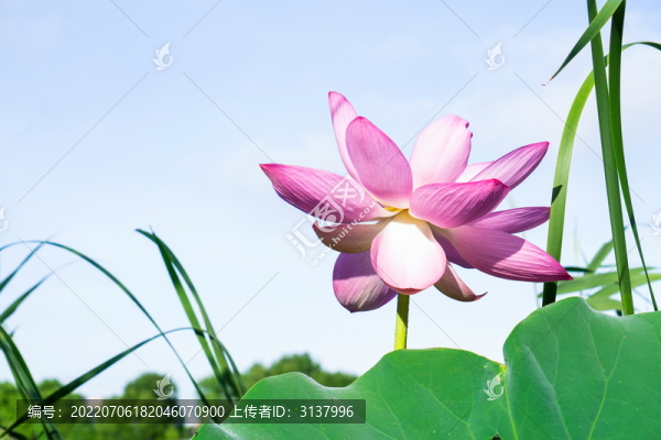 荷花素材圖