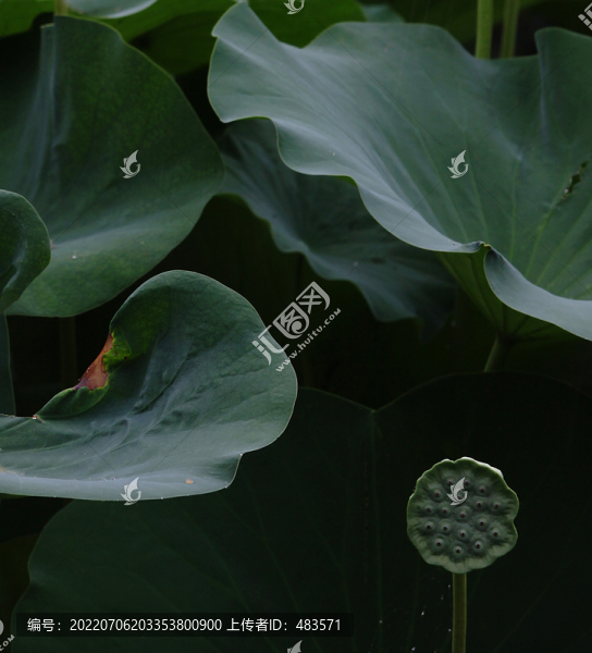 荷花荷葉