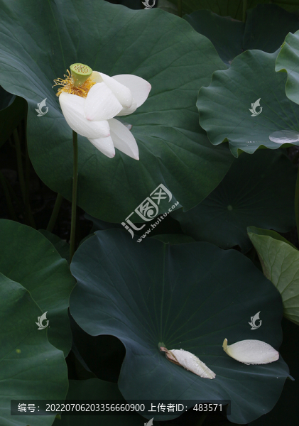 荷花荷葉