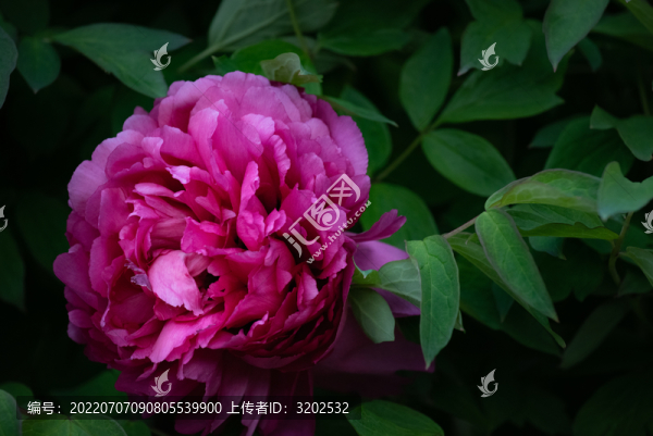 牡丹花特寫照片