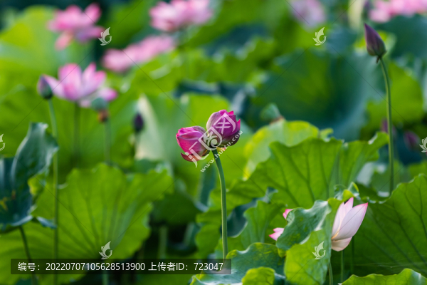 杭州曲院風荷公園荷花
