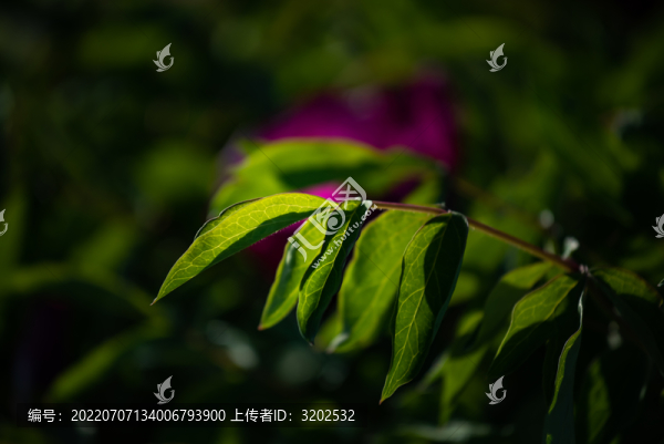 綠葉特寫照片