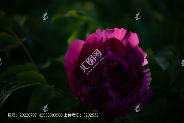 牡丹花特寫照片