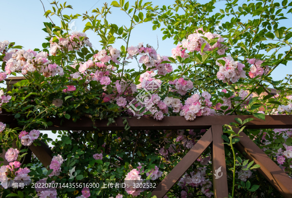 薔薇花特寫(xiě)照片