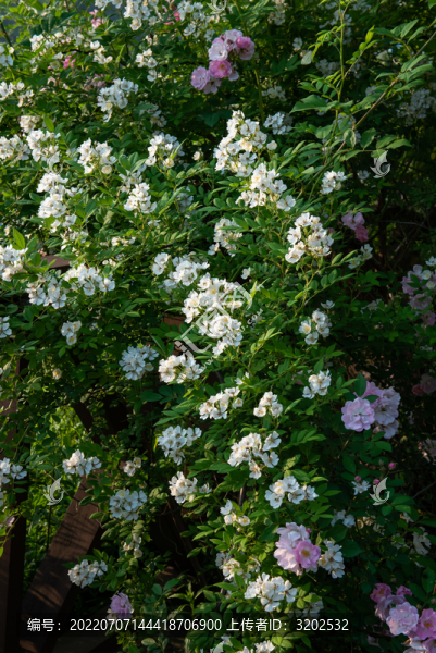 薔薇花特寫(xiě)照片
