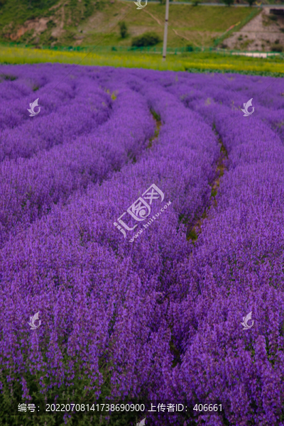 薰衣草花海
