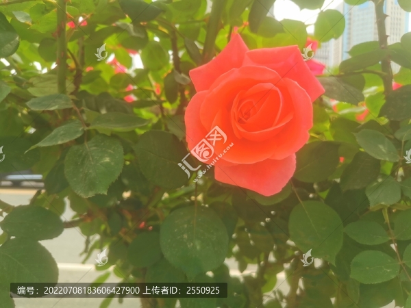 鄭州市花月季