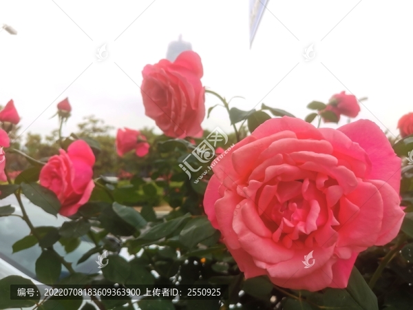 鄭州市花月季