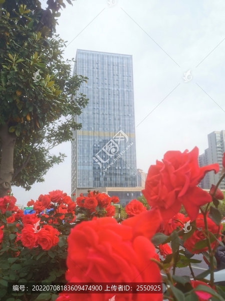 鄭州市花月季