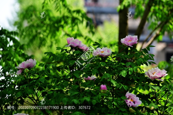 牡丹花