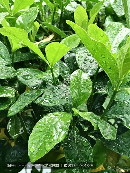 雨后綠葉