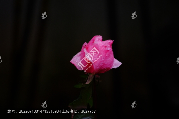 月季花