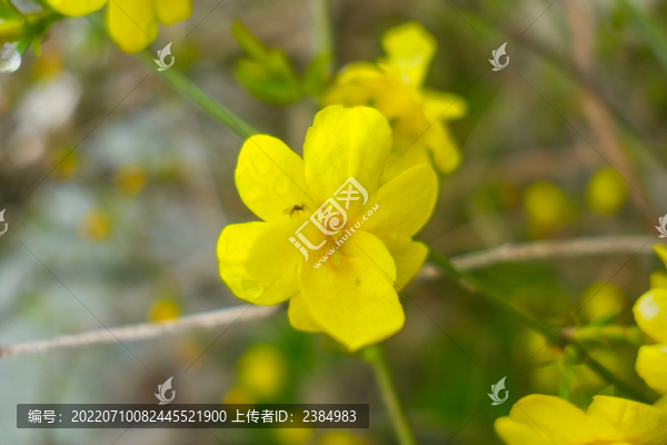 南京三月盛開的鮮花迎春花