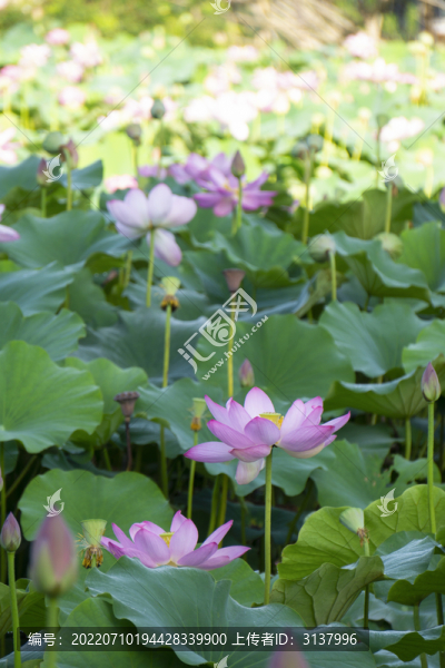 荷花素材圖