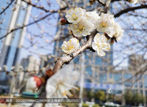 春天的杏花