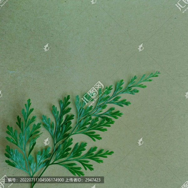 綠葉背景