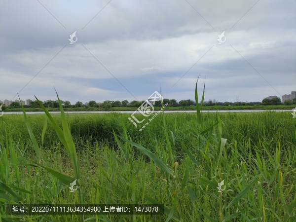 青青河邊草3