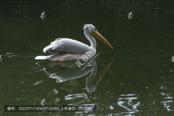 白鵜鶘