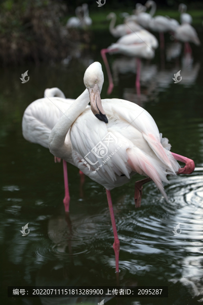 火烈鳥