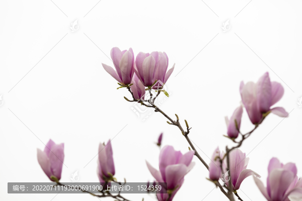 高清玉蘭花素材