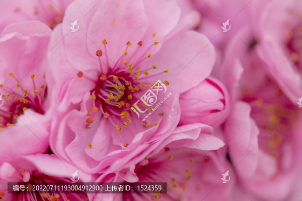 高清花卉特寫(xiě)