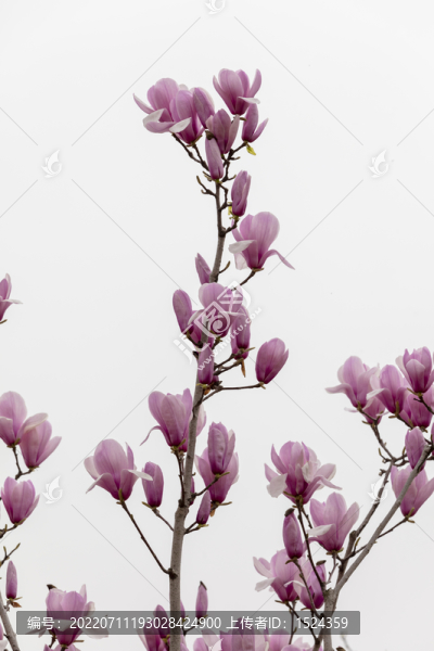 高清玉蘭花