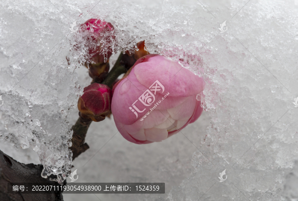 高清冰雪梅花特寫
