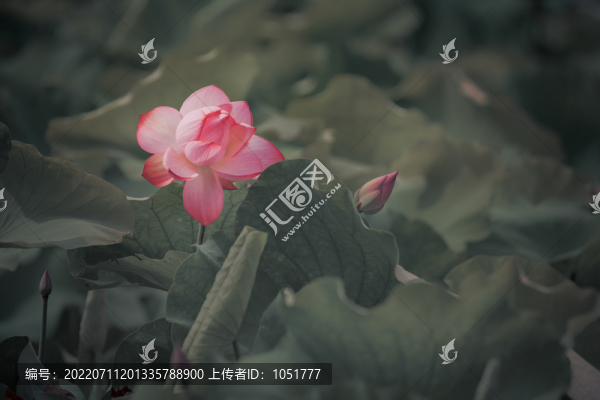 畫意荷花