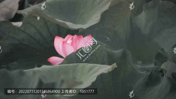 畫(huà)意荷花