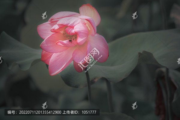 畫意荷花