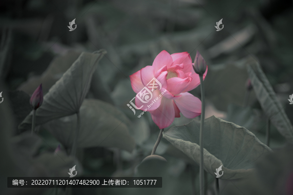 畫意荷花