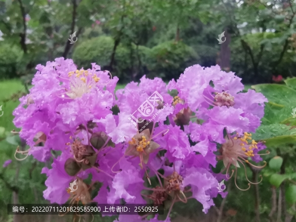 夏天雨后的紫薇花