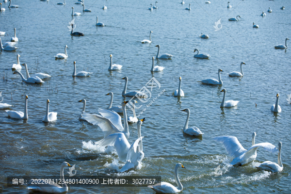 天鵝湖