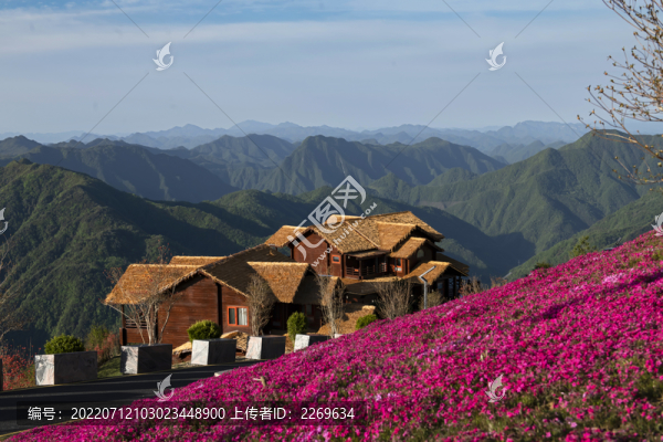 芝櫻花盛開