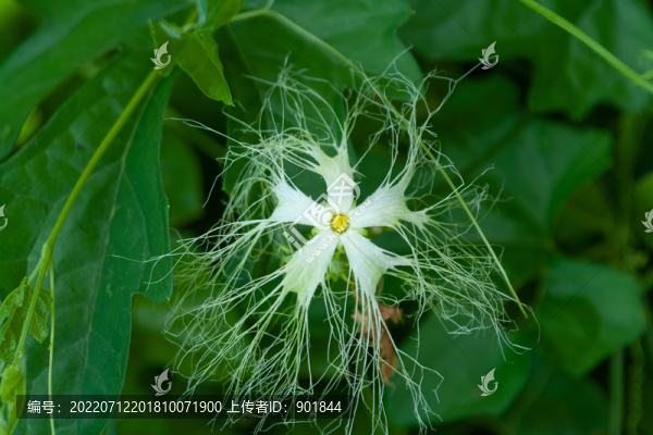 野生中華栝樓的開(kāi)花期