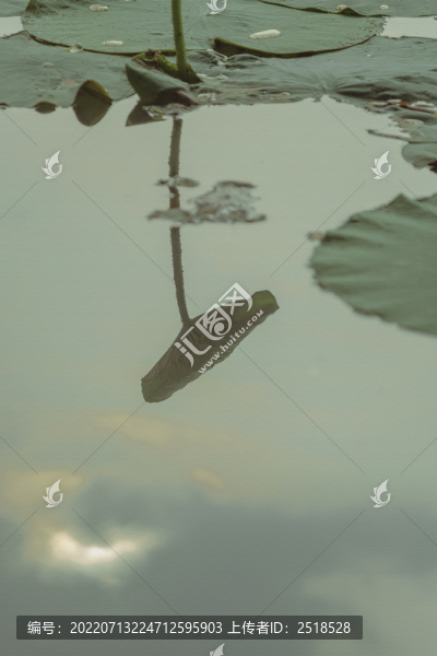 荷葉水珠夏天風(fēng)景