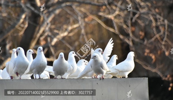白鴿