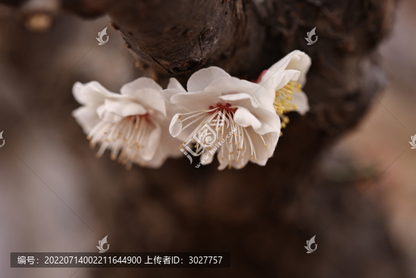 白梅花