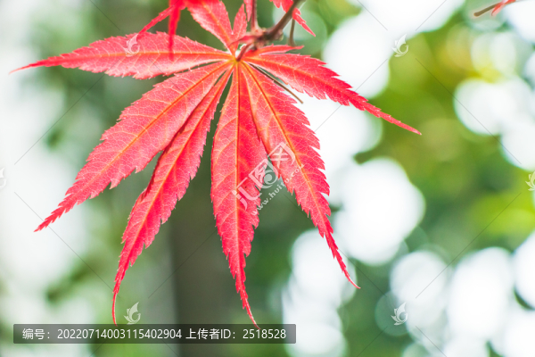 紅色楓葉秋天風(fēng)景