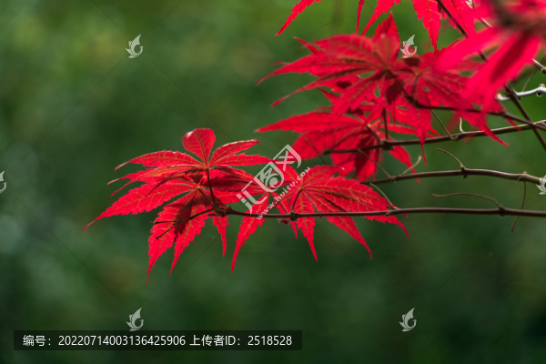 紅色楓葉秋天風(fēng)景