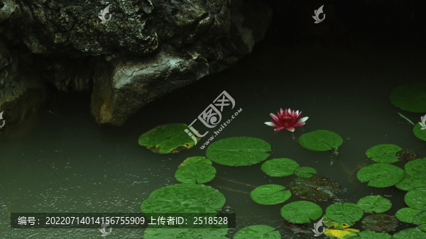 夏日荷花池睡蓮盛開