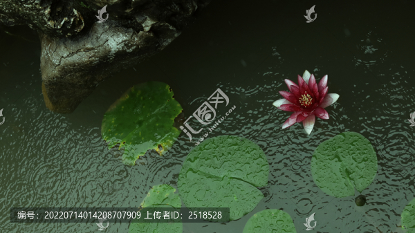 夏季荷花池睡蓮綻放