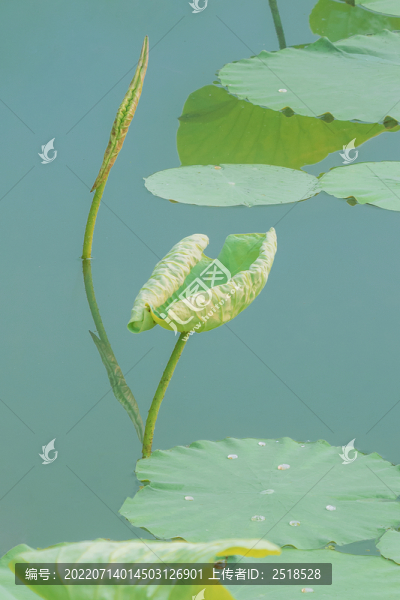 夏天綠色荷葉倒影